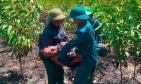 Cháy rừng ở Hà Tĩnh, hai vợ chồng tử vong nghi do ngạt khói
