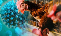 Virus cúm gia cầm H5N1 đã lan rộng tới mọi châu lục