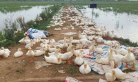 Nghệ An khẩn trương dập dịch H5N1, tiêu hủy 17.000 con gia cầm