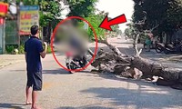 Vụ chặt cây đổ ra đường làm chết người, ai phải chịu trách nhiệm?
