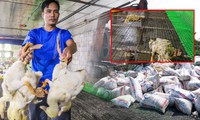 Chủ trang trại bất lực nhìn 60.000 con gia cầm chết la liệt do nước lũ