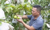 Nông dân Nghệ An làm giàu nhờ trồng ổi không hạt