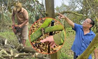 12 ha sầu riêng chết sau gần 2 tháng mưa, nhiều hộ dân Gia Lai mất tiền tỷ