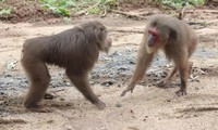 Cận cảnh loạt động vật quý hiếm vừa thả về rừng Tây Nguyên