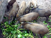 Dân giàu Hà Thành góp tiền nuôi lợn rừng ăn Tết