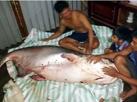 Nông dân Đồng Tháp bắt được cá &apos;khủng&apos; gần 140 kg