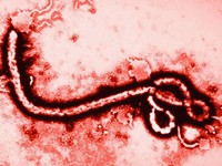 Rửa tay xà phòng có tránh được lây nhiễm vi rút Ebola?