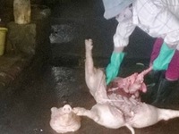 Hãi hùng đường dây thu mua lợn chết cực lớn ở miền Bắc