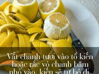 Mẹo hay và đơn giản để không có kiến trong nhà