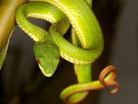 Phải làm gì khi bị rắn độc cắn?