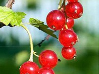 Thêm 3 bài thuốc trị chứng khó thụ thai