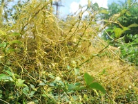 Dây tơ hồng vàng làm thuốc
