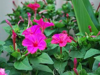 Trị viêm họng với cây bông phấn