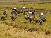 Thương nhớ đồng quê...