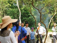 Hai cây ổi có khả năng kỳ diệu nhất Việt Nam