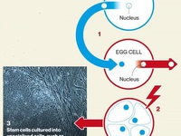 Hy vọng mới từ đột phá trong nhân bản người