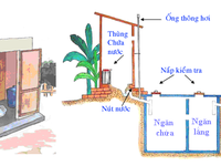 Muỗi sốt xuất huyết sinh sản ở những nơi không ngờ