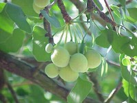 Cần tìm nguyên nhân đau đầu trước khi dùng thuốc
