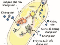 Làm gì để hạn chế mặt trái của kháng sinh?