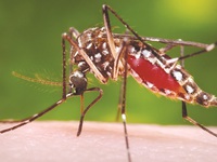 Mùa mưa cảnh giác với dịch sốt xuất huyết
