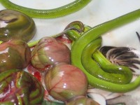 Vì sao bào thai rắn lục đuôi đỏ từng rất được ưa chuộng?