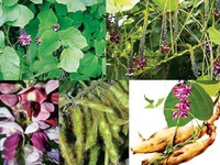 Sắn dây chữa bệnh