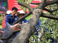 Thanh tra Chính phủ yêu cầu Hà Nội làm rõ việc chặt hạ cây xanh