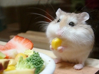 Vui cười: Con chuột chũi ham ăn