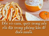 Tuyệt chiêu giúp nhà sạch bóng muỗi