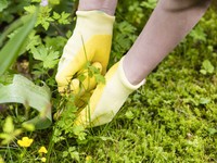 11 cách tự nhiên và cực đơn giản để tiêu diệt cỏ dại