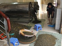 Phát hiện 12 tấn trà đang “tẩm” hóa chất