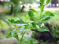 Bổ thận, ích âm nhờ cỏ mực