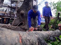 Nơi &quot;chê&quot; tiền tỷ, giữ bằng được hàng cây ven đường