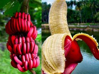 Những cây độc, quả lạ khiến người dùng Việt “phát sốt”