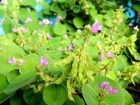 Bài thuốc chữa sỏi tiết niệu