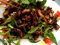 Ăn côn trùng có thể tử vong