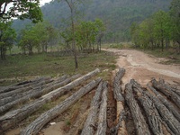 Rừng - Cao su bi ký