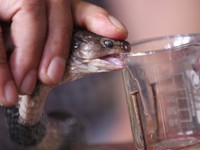 Trung Quốc: Sản xuất thành công huyết thanh chống nọc rắn bằng nấm men