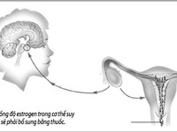 Có nên bổ sung estrogen để trẻ mãi không già?