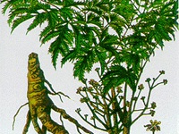 Bài thuốc trị nhược cơ