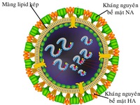 Khuyến cáo điều trị cúm A/H7N9