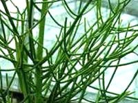 Xông hơi trị viêm xoang