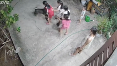 Hài hước khoảnh khắc ‘khối nghỉ hè’ trêu chó vui như Tết: Dân mạng cười ngất ‘xin vé về tuổi thơ’