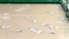Cá tầm chết trắng hồ sau mưa lũ, người dân Lạng Sơn thiệt hại tiền tỷ