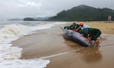 Cá voi dài 10m bị sóng đánh tấp vào bờ biển, sức khoẻ yếu ớt