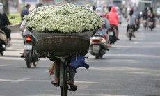 Cúc họa mi tinh khôi xuống phố cùng thu Hà Nội