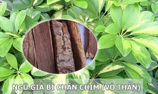 6 bài thuốc trị bệnh từ ngũ gia bì chân chim