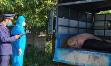 Đưa hơn 300kg lợn trong vùng công bố dịch tả châu Phi đi tiêu thụ trong đêm
