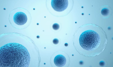 Nâng cao hệ miễn dịch bằng cách tăng sinh tế bào gốc nội sinh