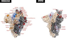 Biến thể Omicron không gây bệnh nặng hơn so với biến thể Delta và các biến thể khác